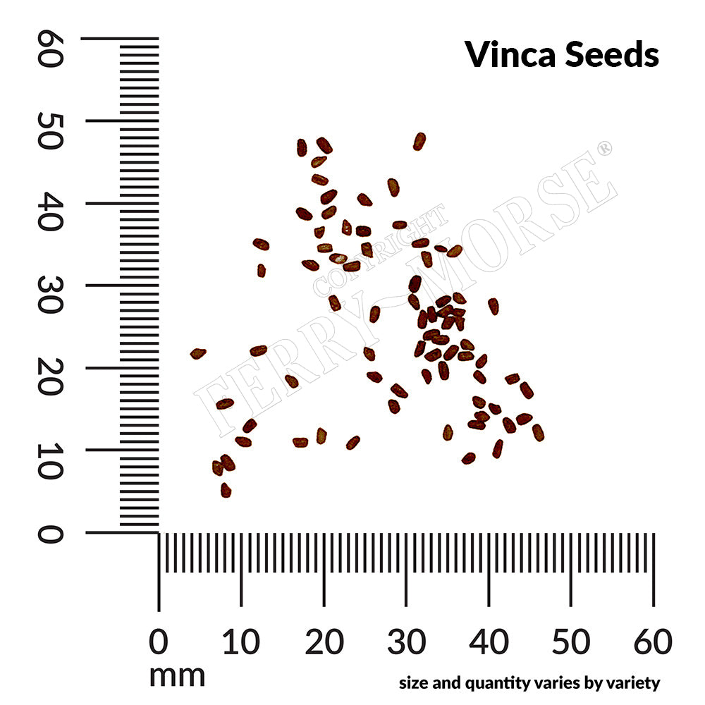 Vinca seed spill and measurement